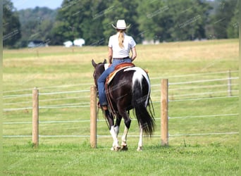 Caballo de silla manchada, Caballo castrado, 9 años, 155 cm, Negro