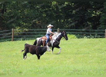 Caballo de silla manchada, Caballo castrado, 9 años, 155 cm, Negro