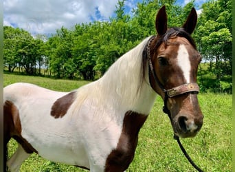 Caballo de silla manchada, Yegua, 10 años, 142 cm, Tobiano-todas las-capas