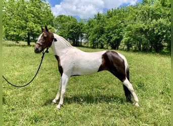 Caballo de silla manchada, Yegua, 10 años, 142 cm, Tobiano-todas las-capas