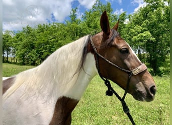 Caballo de silla manchada, Yegua, 10 años, 142 cm, Tobiano-todas las-capas