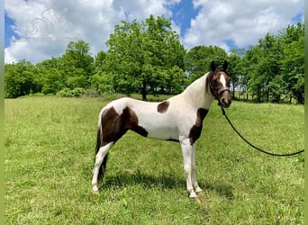 Caballo de silla manchada, Yegua, 10 años, 142 cm, Tobiano-todas las-capas