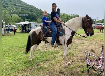 Caballo de silla manchada, Yegua, 10 años, 142 cm, Tobiano-todas las-capas