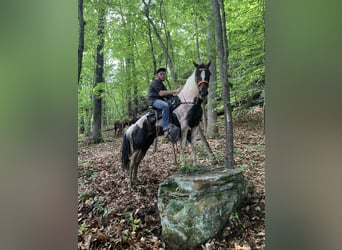 Caballo de silla manchada, Yegua, 10 años, 142 cm, Tobiano-todas las-capas