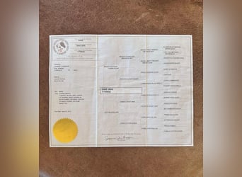 Caballo de silla manchada, Yegua, 10 años, 163 cm, Tobiano-todas las-capas