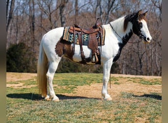 Caballo de silla manchada, Yegua, 11 años, 157 cm, Tobiano-todas las-capas