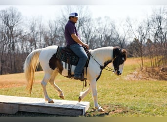 Caballo de silla manchada, Yegua, 11 años, 157 cm, Tobiano-todas las-capas