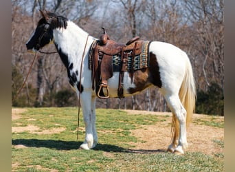 Caballo de silla manchada, Yegua, 11 años, 157 cm, Tobiano-todas las-capas