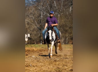 Caballo de silla manchada, Yegua, 11 años, 157 cm, Tobiano-todas las-capas
