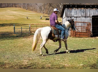 Caballo de silla manchada, Yegua, 11 años, 157 cm, Tobiano-todas las-capas