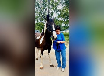 Caballo de silla manchada, Yegua, 12 años, 155 cm, Tobiano-todas las-capas