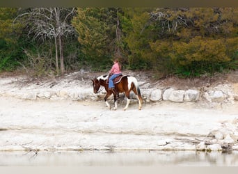 Caballo de silla manchada, Yegua, 12 años, 157 cm, Pío