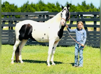 Caballo de silla manchada, Yegua, 13 años, 142 cm, Tobiano-todas las-capas