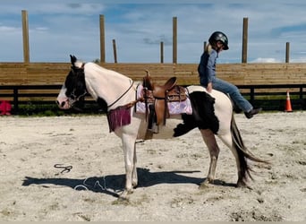 Caballo de silla manchada, Yegua, 13 años, 142 cm, Tobiano-todas las-capas