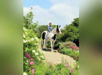 Caballo de silla manchada, Yegua, 13 años, 142 cm, Tobiano-todas las-capas