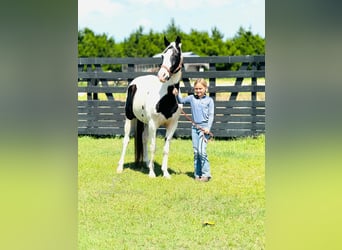 Caballo de silla manchada, Yegua, 13 años, 142 cm, Tobiano-todas las-capas