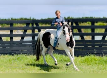 Caballo de silla manchada, Yegua, 13 años, 142 cm, Tobiano-todas las-capas