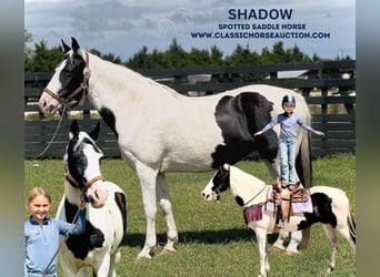 Caballo de silla manchada, Yegua, 13 años, 142 cm, Tobiano-todas las-capas