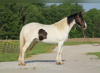 Caballo de silla manchada, Yegua, 13 años, 150 cm, Tobiano-todas las-capas