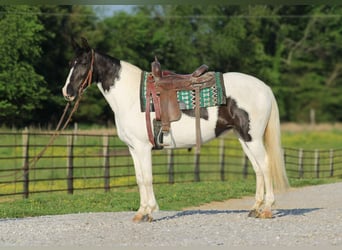 Caballo de silla manchada, Yegua, 13 años, 150 cm, Tobiano-todas las-capas