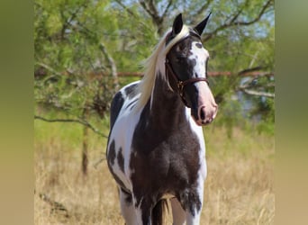 Caballo de silla manchada, Yegua, 13 años, Negro