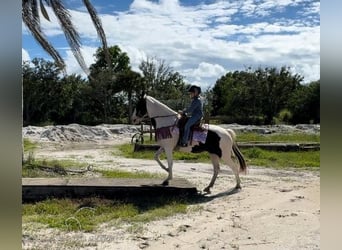 Caballo de silla manchada, Yegua, 14 años, 142 cm, Tobiano-todas las-capas