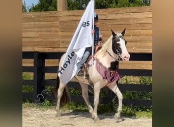 Caballo de silla manchada, Yegua, 14 años, 142 cm, Tobiano-todas las-capas