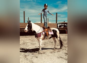 Caballo de silla manchada, Yegua, 14 años, 142 cm, Tobiano-todas las-capas