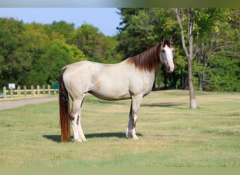 Caballo de silla manchada, Yegua, 14 años, Buckskin/Bayo