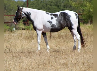 Caballo de silla manchada, Yegua, 15 años, Negro