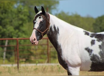 Caballo de silla manchada, Yegua, 15 años, Negro