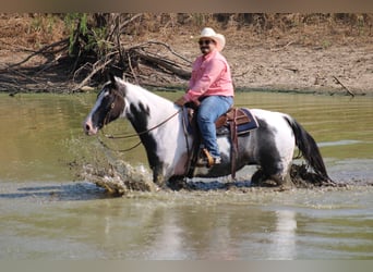 Caballo de silla manchada, Yegua, 15 años, Negro