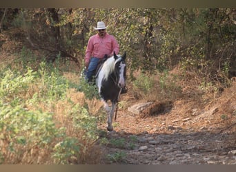 Caballo de silla manchada, Yegua, 15 años, Negro