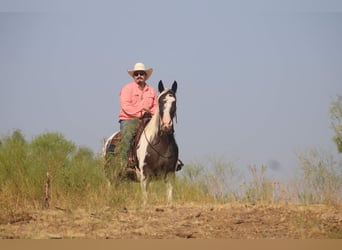 Caballo de silla manchada, Yegua, 15 años, Negro