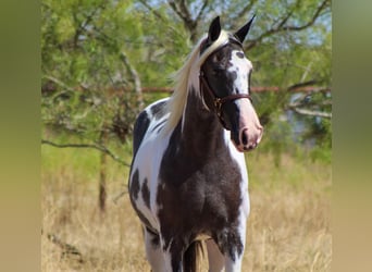 Caballo de silla manchada, Yegua, 15 años, Negro