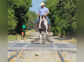 Caballo de silla manchada, Yegua, 15 años, Negro