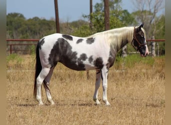 Caballo de silla manchada, Yegua, 15 años, Negro