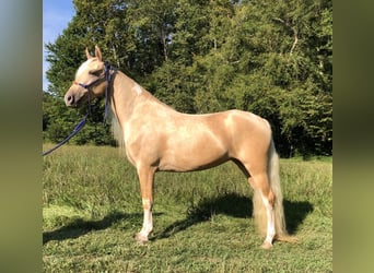 Caballo de silla manchada, Yegua, 3 años, 142 cm, Palomino