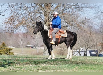 Caballo de silla manchada, Yegua, 3 años, 142 cm, Pío