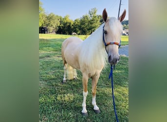 Caballo de silla manchada, Yegua, 4 años, 142 cm, Palomino