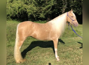 Caballo de silla manchada, Yegua, 4 años, 142 cm, Palomino