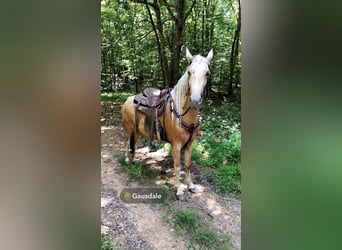 Caballo de silla manchada, Yegua, 4 años, 142 cm, Palomino