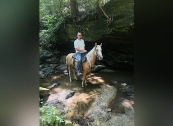 Caballo de silla manchada, Yegua, 4 años, 142 cm, Palomino