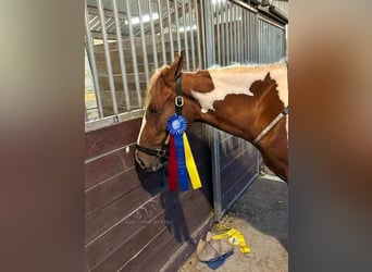 Caballo de silla manchada, Yegua, 4 años, 152 cm, Alazán rojizo