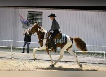 Caballo de silla manchada, Yegua, 4 años, 152 cm, Alazán rojizo