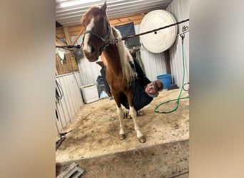 Caballo de silla manchada, Yegua, 4 años, 152 cm, Alazán rojizo