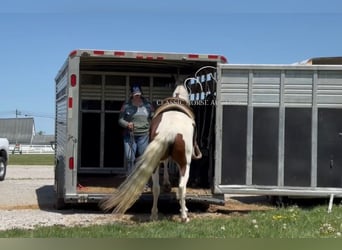 Caballo de silla manchada, Yegua, 5 años, 152 cm, Castaño rojizo