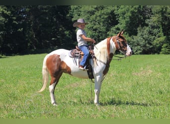 Caballo de silla manchada, Yegua, 6 años, 132 cm, Alazán rojizo