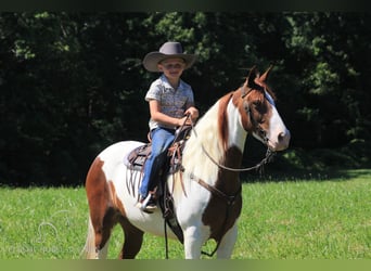 Caballo de silla manchada, Yegua, 6 años, 132 cm, Alazán rojizo