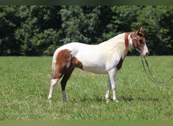 Caballo de silla manchada, Yegua, 6 años, 132 cm, Alazán rojizo